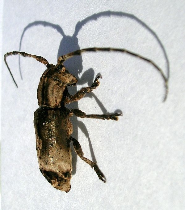 TNAU Agritech Portal Crop Protection